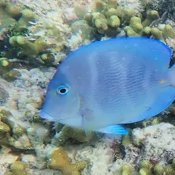 Blue Tang, photo 9