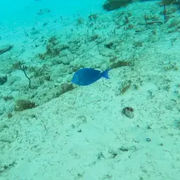 Blue Tang, photo 10