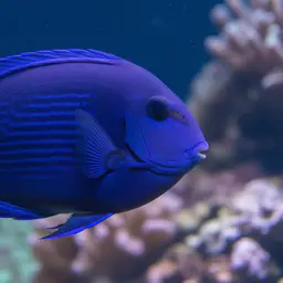 Blue Tang, photo 11