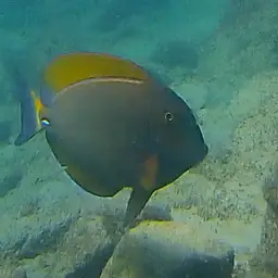Dussumier's Surgeonfish, photo 2