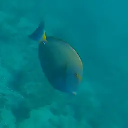 Dussumier's Surgeonfish, photo 3