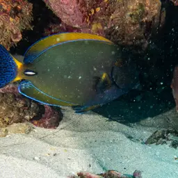 Dussumier's Surgeonfish