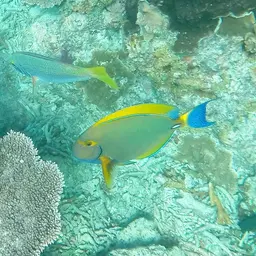 Dussumier's Surgeonfish, photo 6