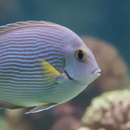 Dussumier's Surgeonfish, photo 7