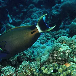 Fowler's Surgeonfish