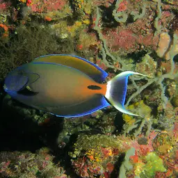 Fowler's Surgeonfish, photo 2