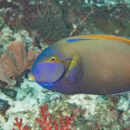 Fowler's Surgeonfish, photo 3