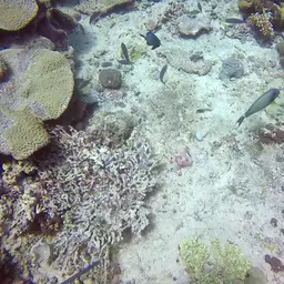 Fowler's Surgeonfish, photo 5