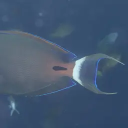 Fowler's Surgeonfish, photo 6