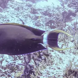 Fowler's Surgeonfish, photo 7