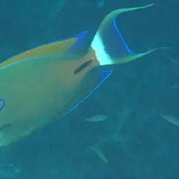 Fowler's Surgeonfish, photo 8