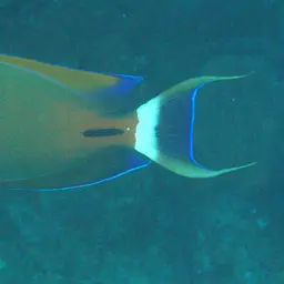 Fowler's Surgeonfish, photo 9