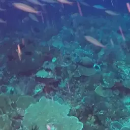 Fowler's Surgeonfish, photo 11