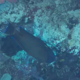 Fowler's Surgeonfish, photo 12