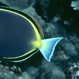 Powder Brown Tang