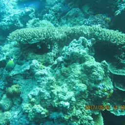 Powder Brown Tang, photo 3