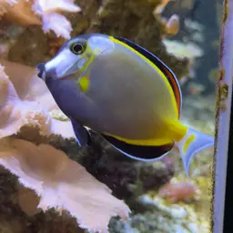 Powder Brown Tang, photo 4