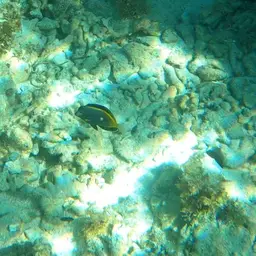 Powder Brown Tang, photo 5