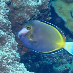 Powder Brown Tang, photo 7