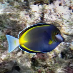 Powder Brown Tang, photo 8