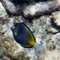 Powder Brown Tang, photo 9