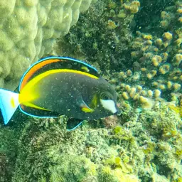 Powder Brown Tang, photo 10
