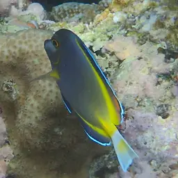 Powder Brown Tang, photo 11