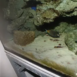 Powder Brown Tang, photo 12