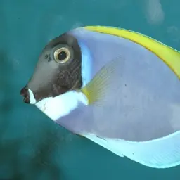 Powder Blue Tang