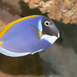 Powder Blue Tang, photo 2