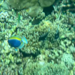 Powder Blue Tang, photo 4