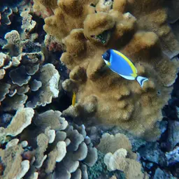 Powder Blue Tang, photo 5