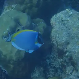 Powder Blue Tang, photo 6