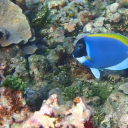 Powder Blue Tang, photo 7
