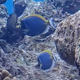Powder Blue Tang, photo 8