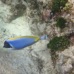 Powder Blue Tang, photo 9