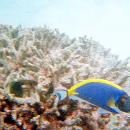 Powder Blue Tang, photo 10