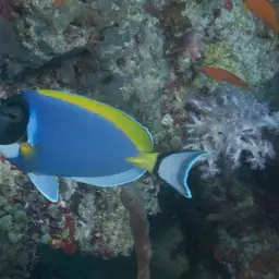 Powder Blue Tang, photo 11