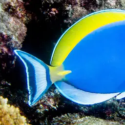 Powder Blue Tang, photo 12