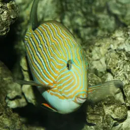 Clown Surgeonfish