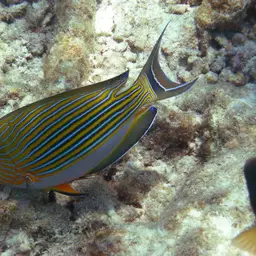 Clown Surgeonfish, photo 2