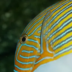 Clown Surgeonfish, photo 3