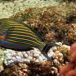 Clown Surgeonfish, photo 4