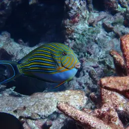 Clown Surgeonfish, photo 5