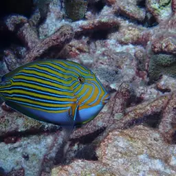 Clown Surgeonfish, photo 6