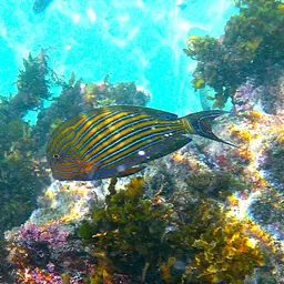 Clown Surgeonfish, photo 7