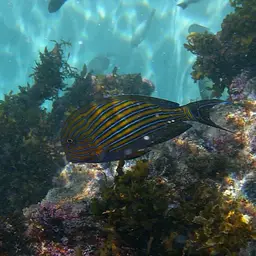 Clown Surgeonfish, photo 8