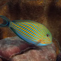 Clown Surgeonfish, photo 9
