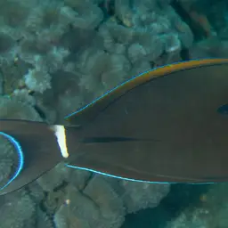 Blackstreak Surgeonfish