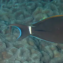 Blackstreak Surgeonfish, photo 2
